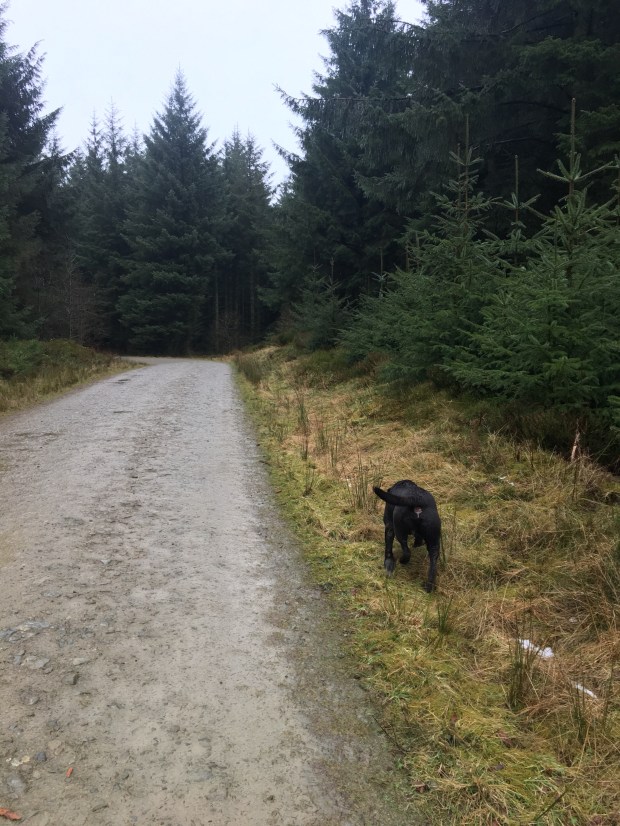 Dog Walking in Llandegla Forest