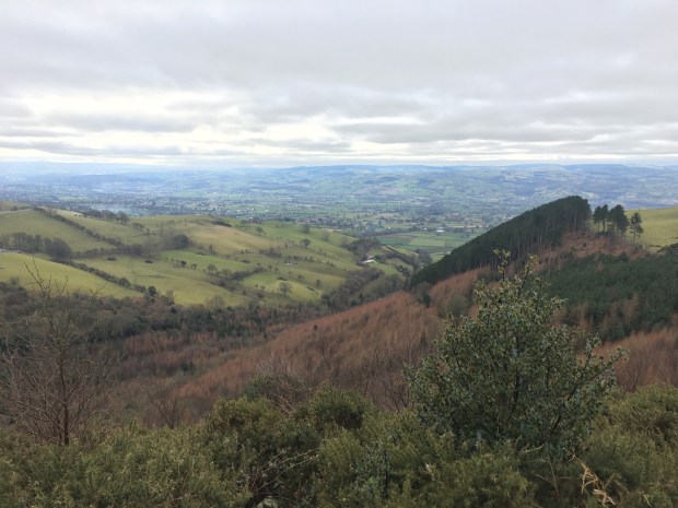 Coed Llangwyfan, North Wales.