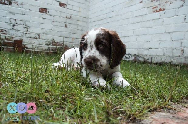 Sprocker Spaniel Puppy