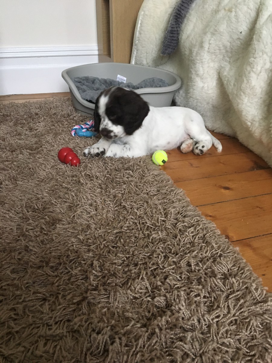 Sprocker Spaniel Puppy
