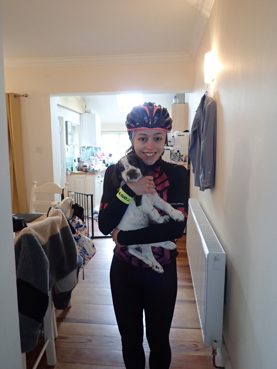 Sprocker Spaniel Puppy