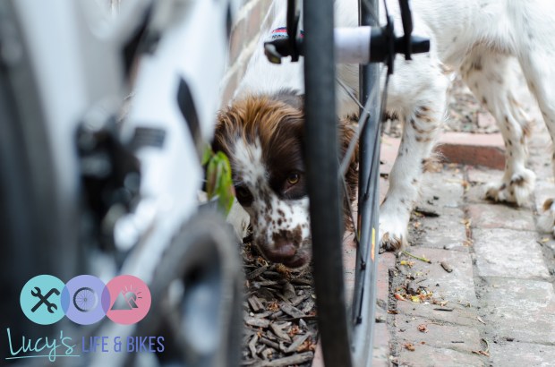 A bicycle and a Sprocker puppy